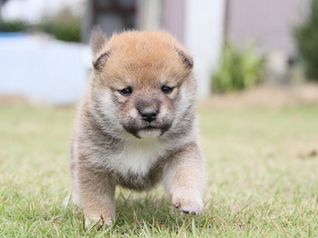 IMG_3031shibainu-puppy-shibainu Puppy IMG_3031shibainu-puppy-shibainu Puppy