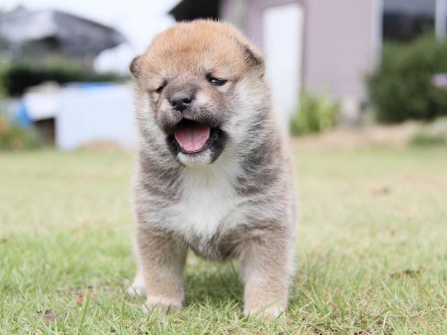 IMG_3036shibainu-puppy-shibainu Puppy IMG_3036shibainu-puppy-shibainu Puppy