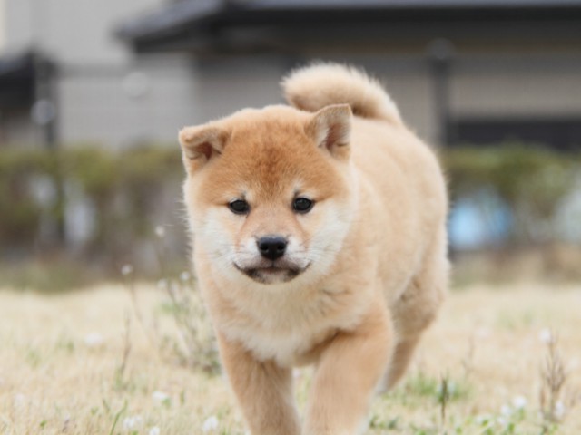 IMG_3069-shibainu-puppy IMG_3069-shibainu-puppy