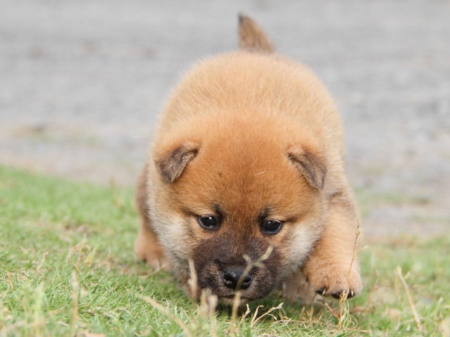IMG_3096shiba IMG_3096shiba