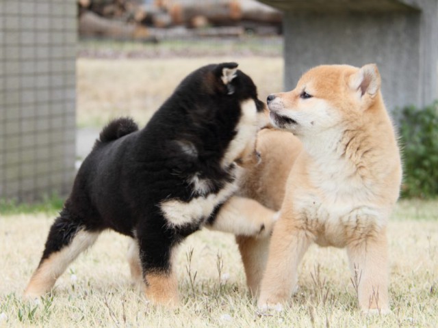 IMG_3116-shibainu-puppy IMG_3116-shibainu-puppy