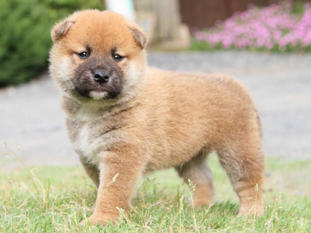 IMG_3118shiba IMG_3118shiba