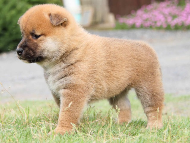 IMG_3120shiba IMG_3120shiba