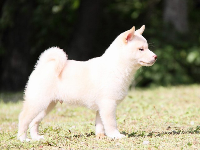 IMG_3178-shibainu Puppy IMG_3178-shibainu Puppy