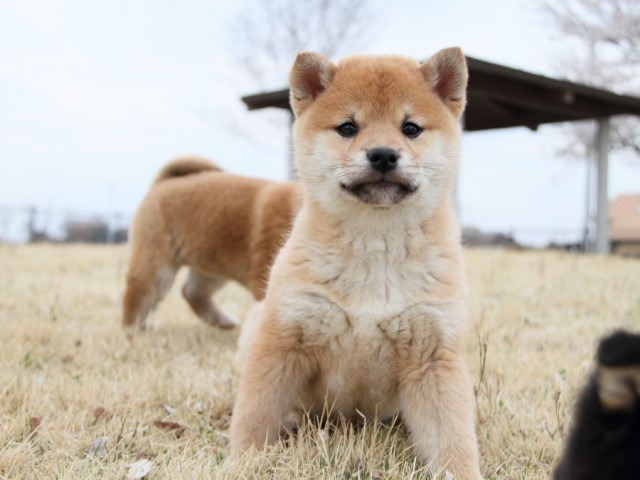 IMG_3186-shibainu-puppy IMG_3186-shibainu-puppy