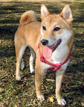 IMG_3196Shiba