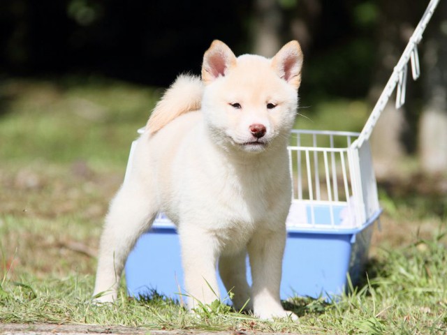 IMG_3198-shibainu Puppy IMG_3198-shibainu Puppy