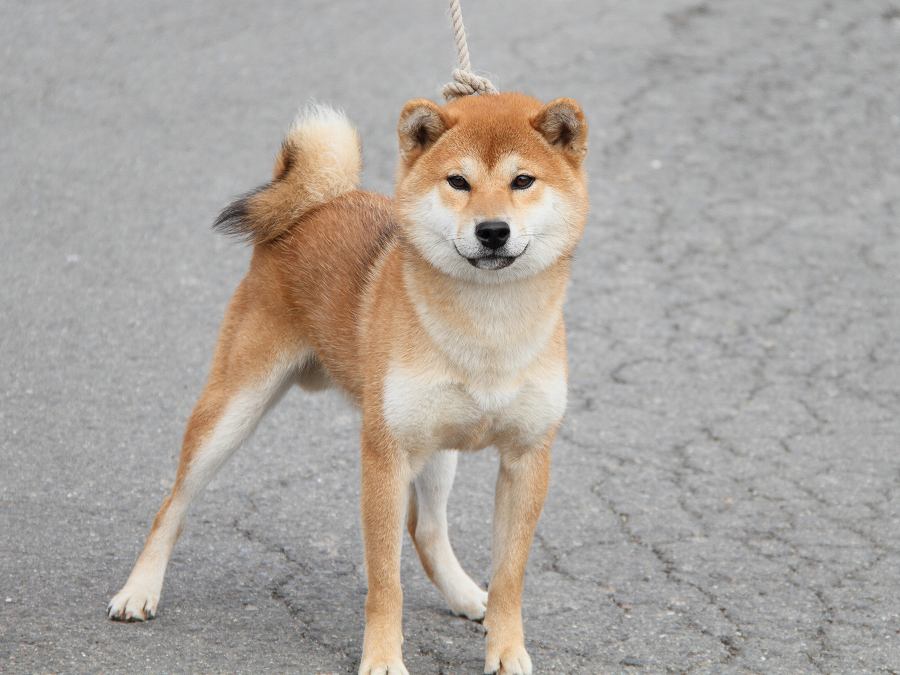 IMG_3217shibainu-puppy-shibainu Puppy