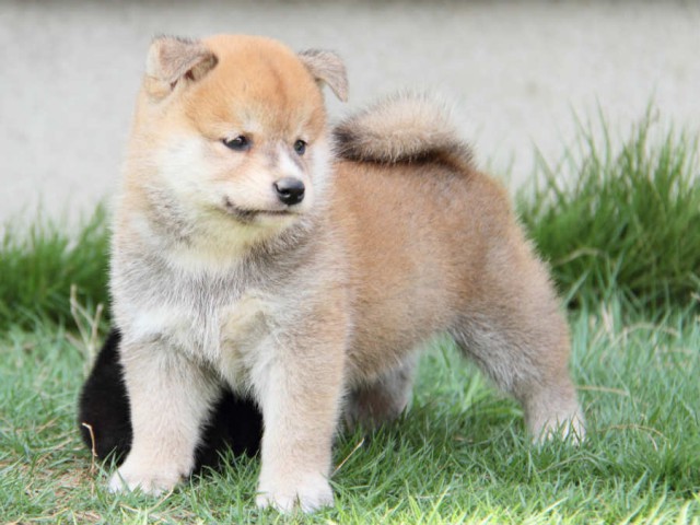 IMG_3249shiba IMG_3249shiba