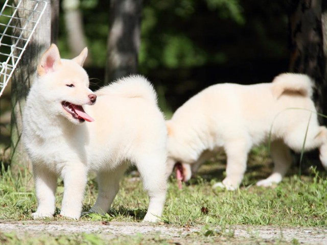 IMG_3258-shibainu Puppy IMG_3258-shibainu Puppy
