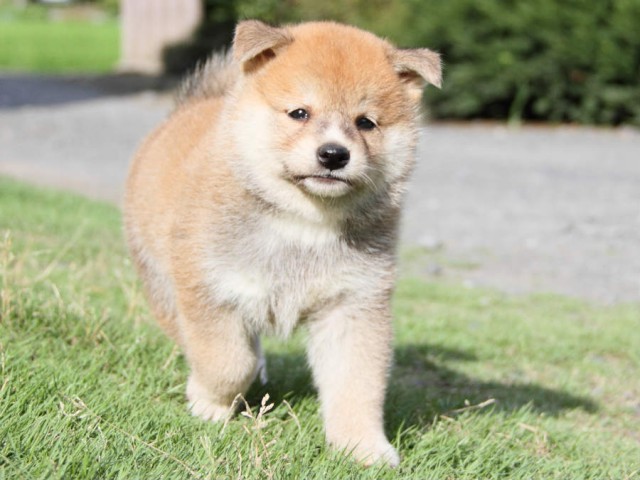IMG_3258shiba IMG_3258shiba