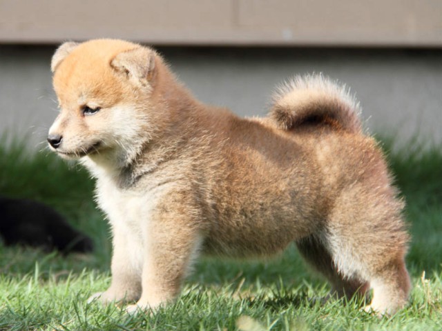 IMG_3266shiba IMG_3266shiba