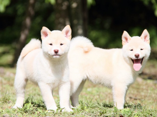 IMG_3275-shibainu Puppy IMG_3275-shibainu Puppy