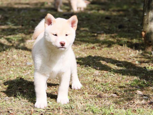 IMG_3286-shibainu Puppy IMG_3286-shibainu Puppy