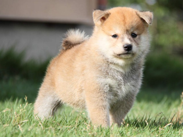 IMG_3292shiba IMG_3292shiba