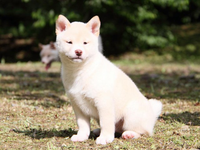 IMG_3308-shibainu Puppy IMG_3308-shibainu Puppy