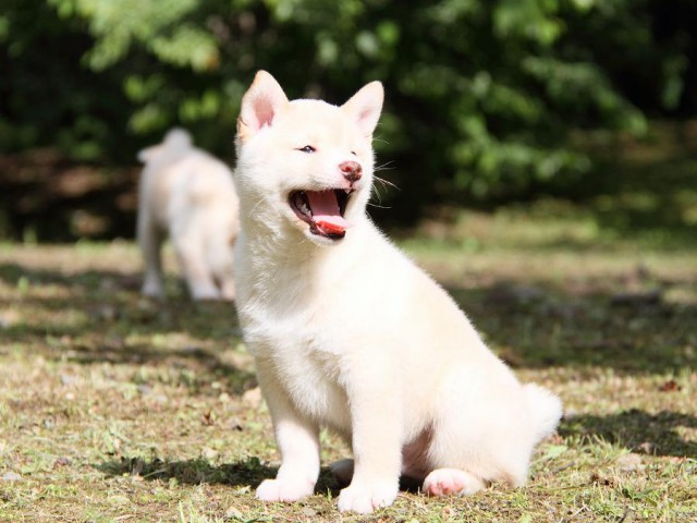 IMG_3317-shibainu Puppy IMG_3317-shibainu Puppy