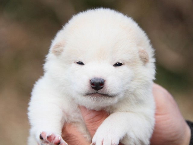 IMG_3547--shibainu Puppy IMG_3547--shibainu Puppy