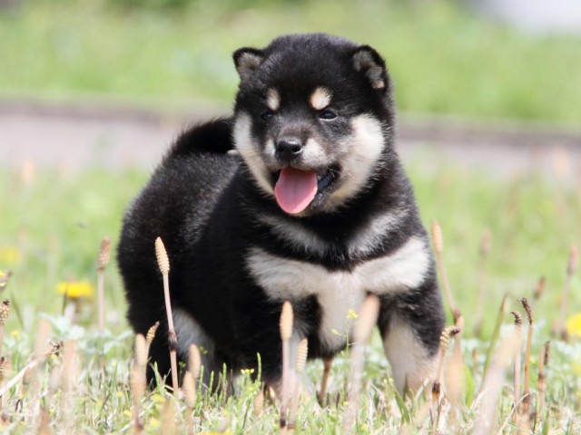 IMG_3939-shibainu-puppy