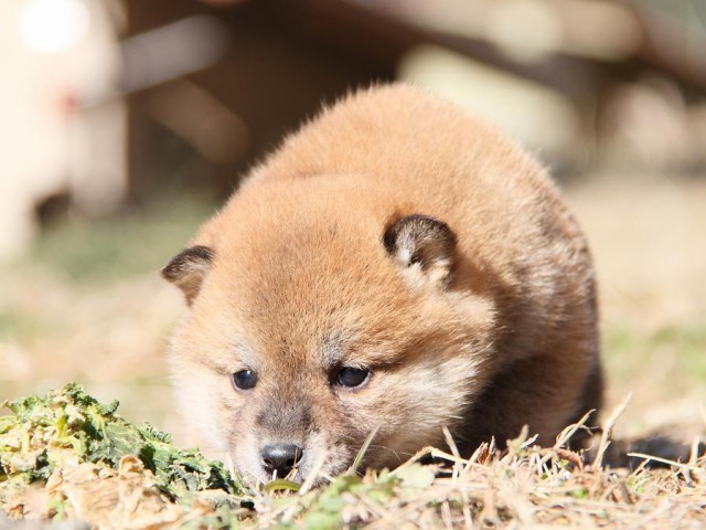 IMG_3973--shibainu Puppy