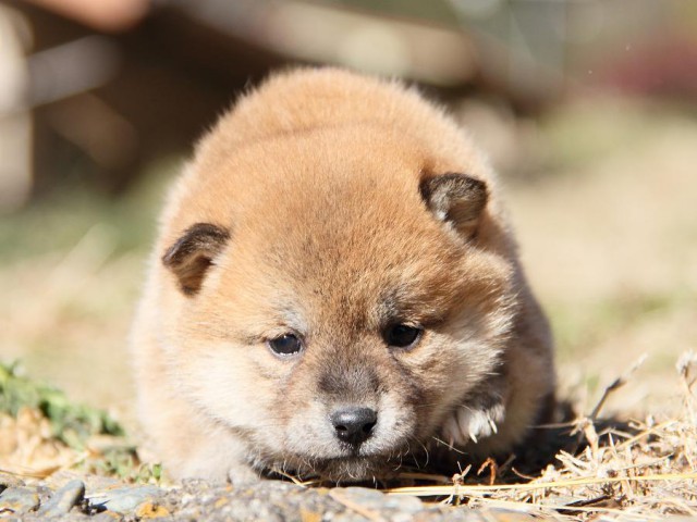 IMG_3979--shibainu Puppy