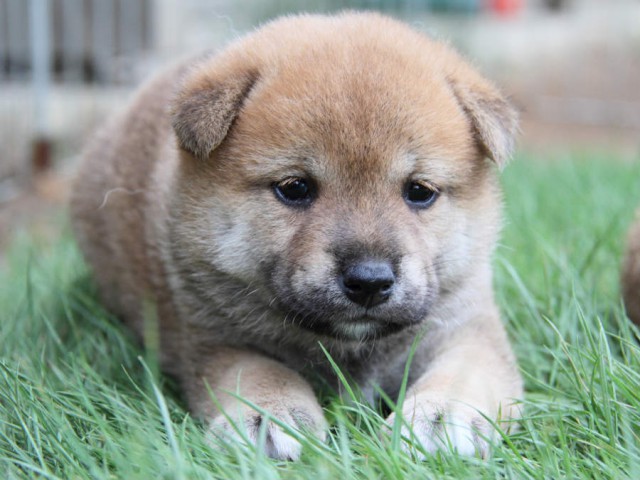 IMG_3989shiba IMG_3989shiba