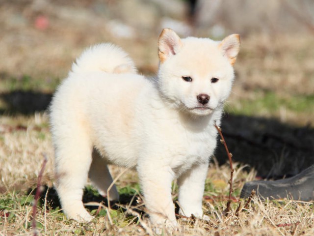 IMG_4013shibainu IMG_4013shibainu