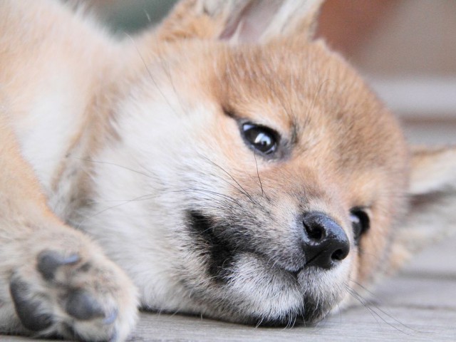 IMG_4031Shiba IMG_4031Shiba