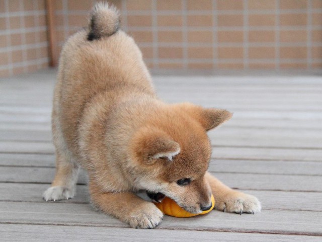 IMG_4043Shiba IMG_4043Shiba