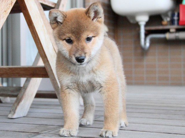 IMG_4063Shiba IMG_4063Shiba