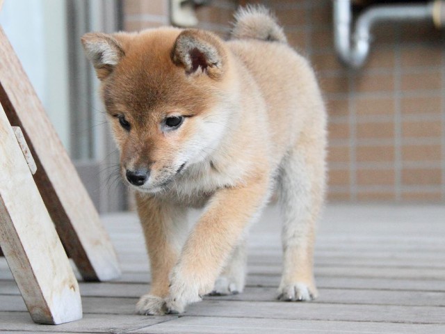 IMG_4078Shiba IMG_4078Shiba