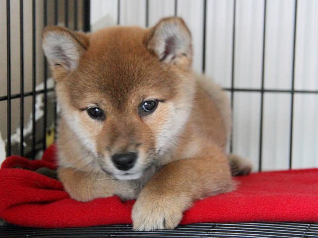 IMG_4116Shiba IMG_4116Shiba