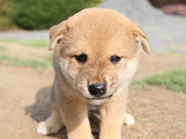IMG_4126-shibainu-puppy IMG_4126-shibainu-puppy