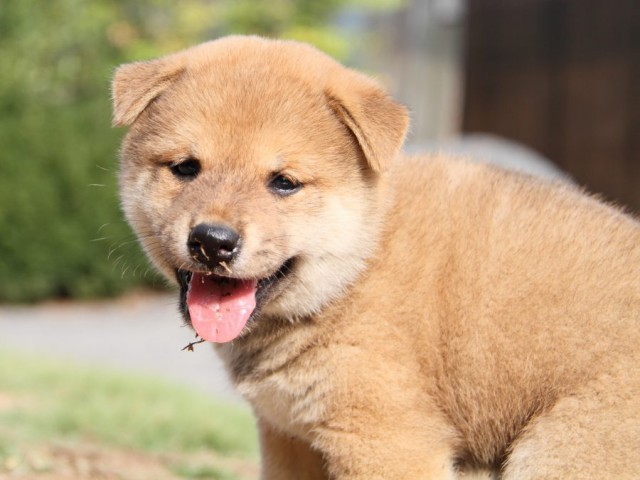 IMG_4134-shibainu-puppy IMG_4134-shibainu-puppy