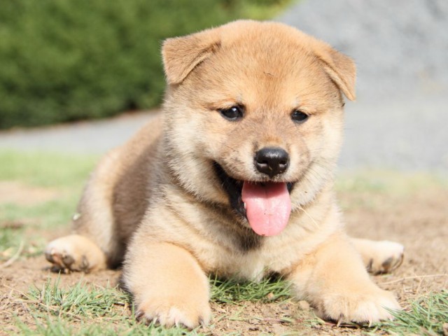 IMG_4166-shibainu-puppy IMG_4166-shibainu-puppy