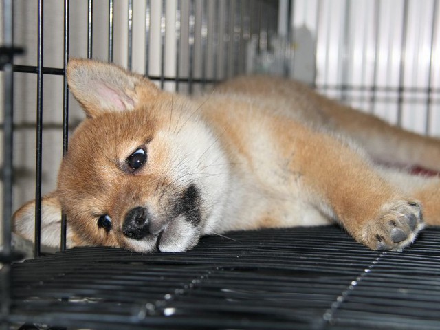 IMG_4167Shiba IMG_4167Shiba