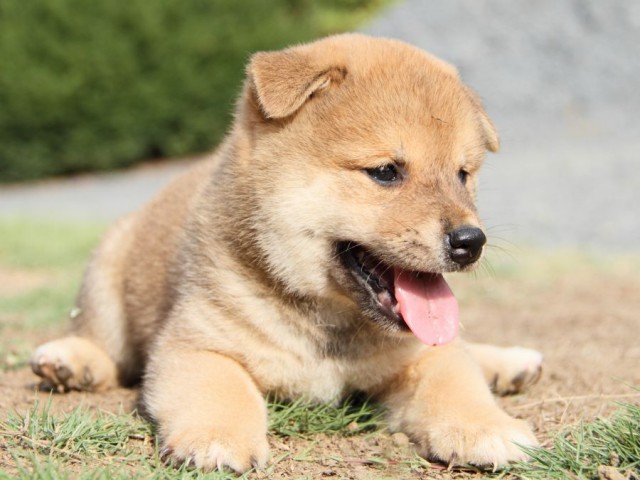 IMG_4170-shibainu-puppy IMG_4170-shibainu-puppy