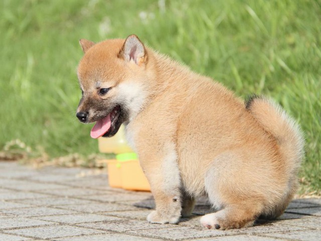 IMG_4193-shibainu Puppy