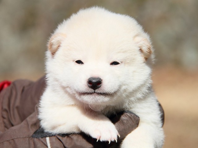 IMG_4194--shibainu Puppy IMG_4194--shibainu Puppy