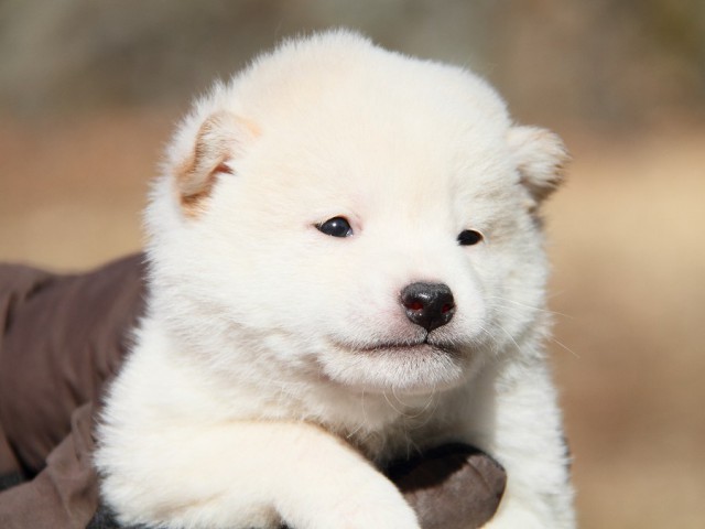 IMG_4197--shibainu Puppy IMG_4197--shibainu Puppy