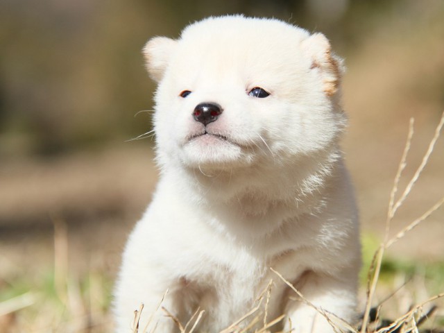 IMG_4204--shibainu Puppy IMG_4204--shibainu Puppy