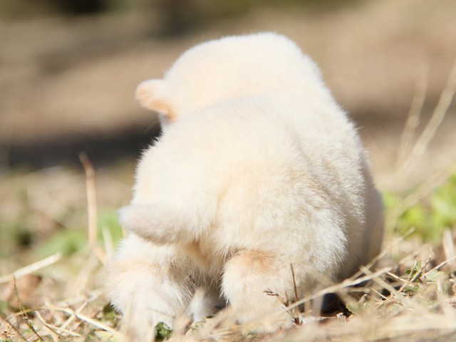 IMG_4209--shibainu Puppy IMG_4209--shibainu Puppy