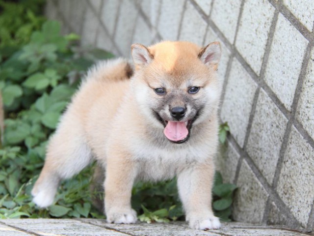 IMG_4221-shibainu Puppy