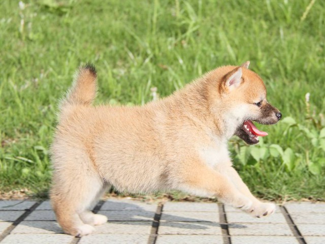 IMG_4262-shibainu Puppy