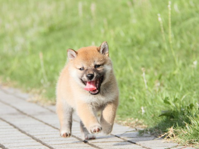 IMG_4337-shibainu Puppy