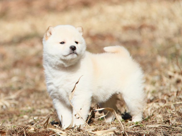 IMG_4403--shibainu Puppy