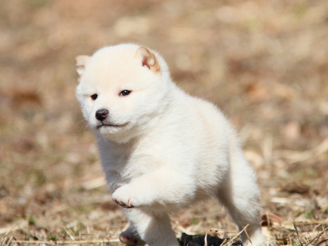 IMG_4410--shibainu Puppy