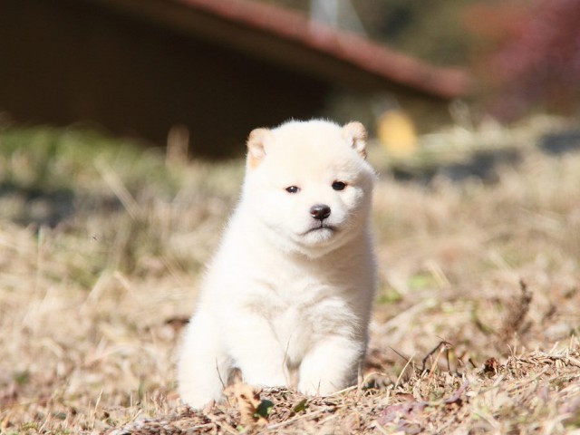 IMG_4429--shibainu Puppy