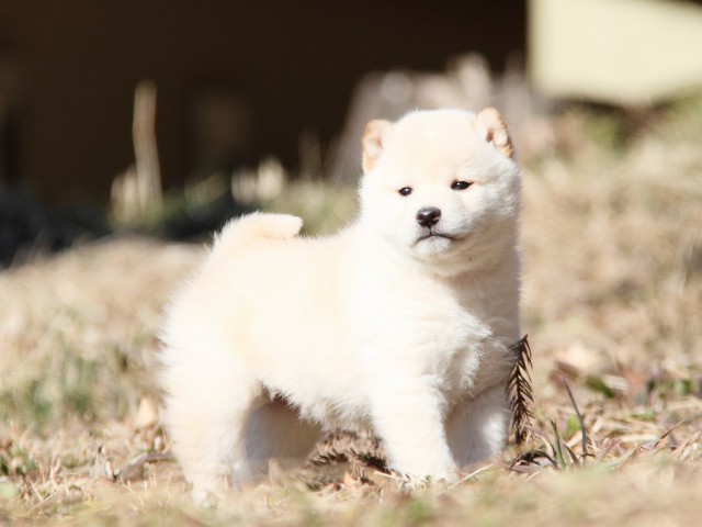 IMG_4441--shibainu Puppy