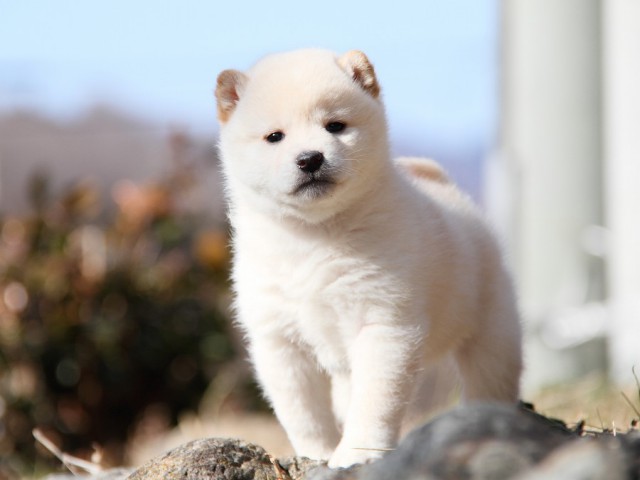IMG_4460--shibainu Puppy